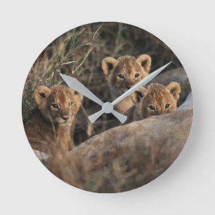 Trio of Lion Cubs with Mother Runde Wanduhr
