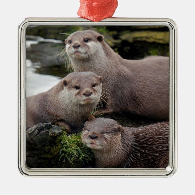 Trio of Otters Silbernes Ornament (Vorne)