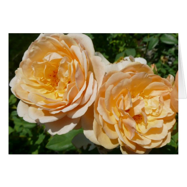 Trio of Peach Rose Floral (Vorderseite (Horizontal))