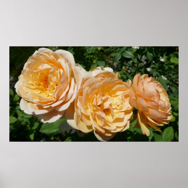 Trio of Peach Rose Floral Poster (Vorne)