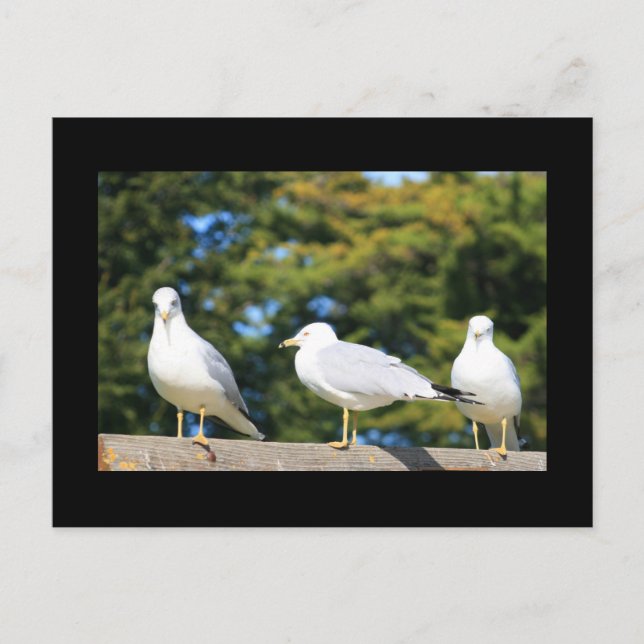 Trio of Seagulls Postcard Postkarte (Vorderseite)