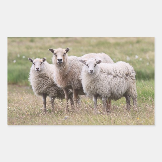 Trio of Sheep in Island Rechteckiger Aufkleber (Vorderseite)