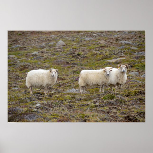 Trio of Sheep, Island Poster (Vorne)