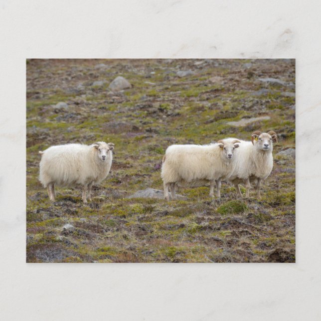 Trio of Sheep, Island Postkarte (Vorderseite)
