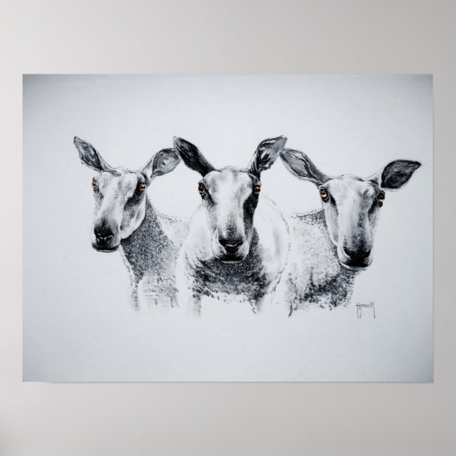 Trio of Sheep Print Poster (Vorne)