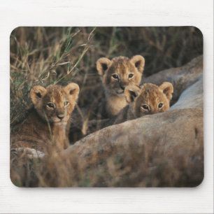 Trio of Six Week old Lion cubs sitting Mousepad
