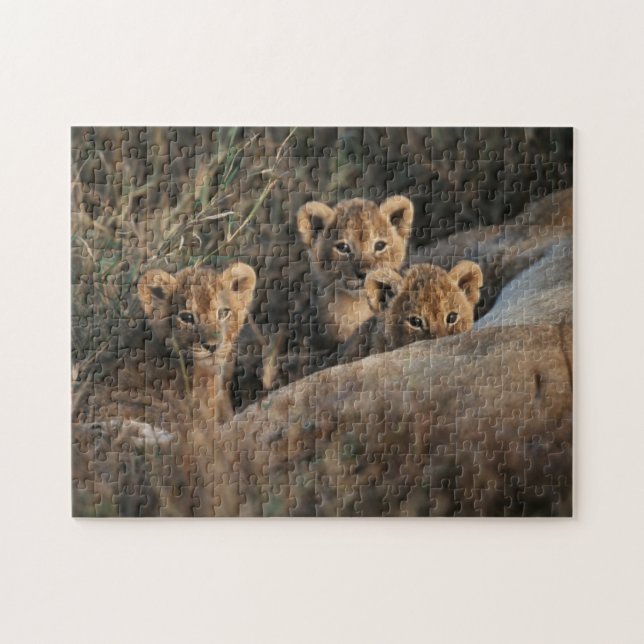 Trio of Six Week old Lion cubs sitting Puzzle (Horizontal)