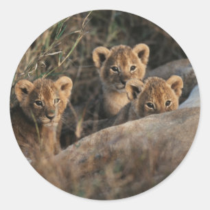 Trio of Six Week old Lion cubs sitting Runder Aufkleber