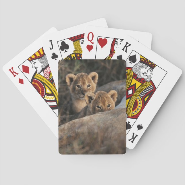 Trio of Six Week old Lion cubs sitting Spielkarten (Rückseite)