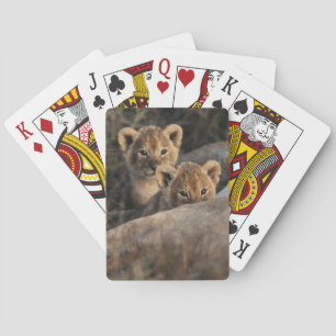 Trio of six week old Lion cubs sitting Spielkarten