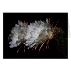 Trio of White Cactus Blume