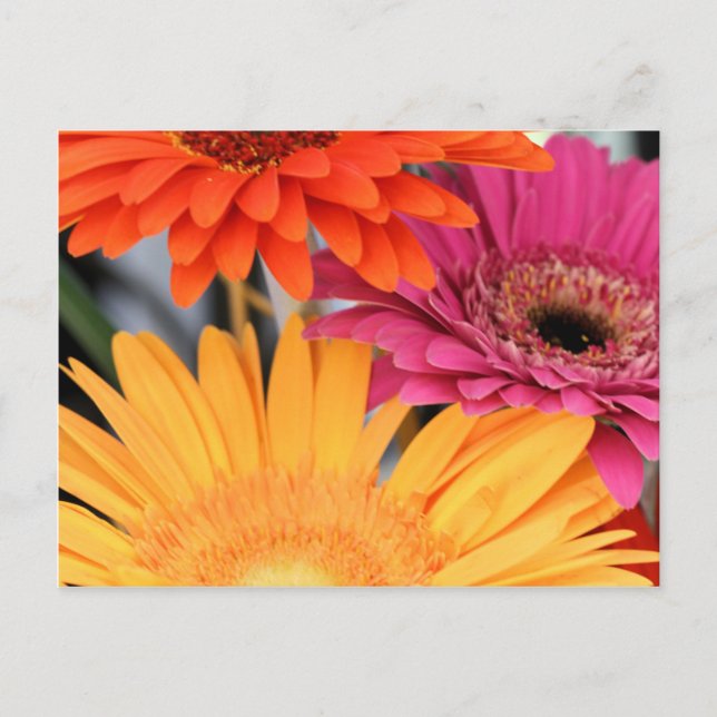 Trio Postkarte (Vorderseite)