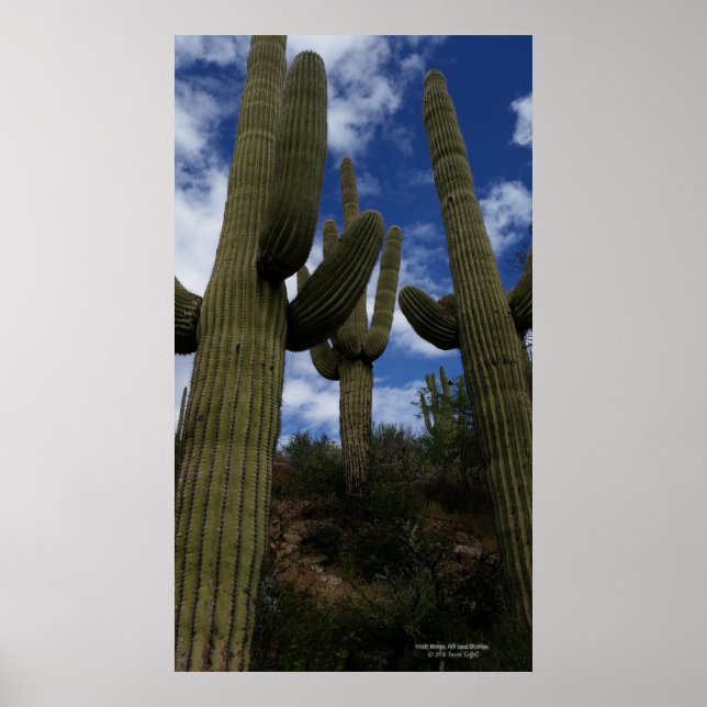 Trio saguaro cactus Arizona wüstenblauer Himmelswo Poster (Vorne)