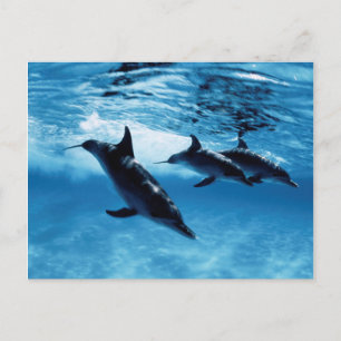 Trio von Delfinen Postkarte