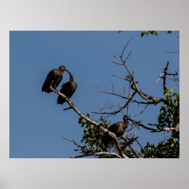 Trio von Hamerkops in der Kanopie Poster (Vorne)