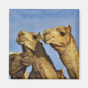 Trio von Kamelen, Kamelmarkt, Kairo, Ägypten Magnet