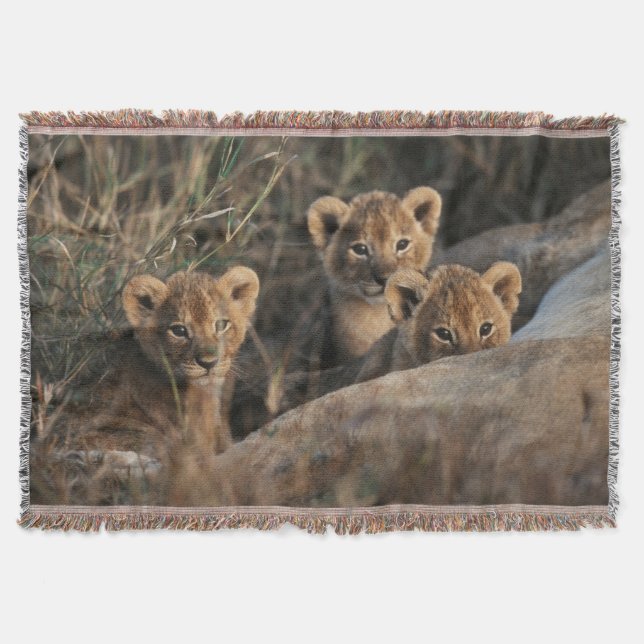 Trio von Lion Cubs mit Mutter Decke (Vorderseite)
