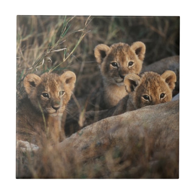 Trio von Lion Cubs mit Mutter Fliese (Vorderseite)