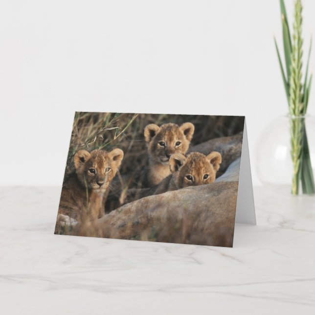 Trio von Lion Cubs mit Mutter Karte (Vorderseite)