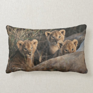 Trio von Lion Cubs mit Mutter Lendenkissen
