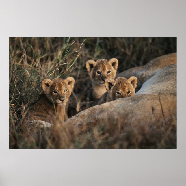 Trio von Lion Cubs mit Mutter Poster (Vorne)