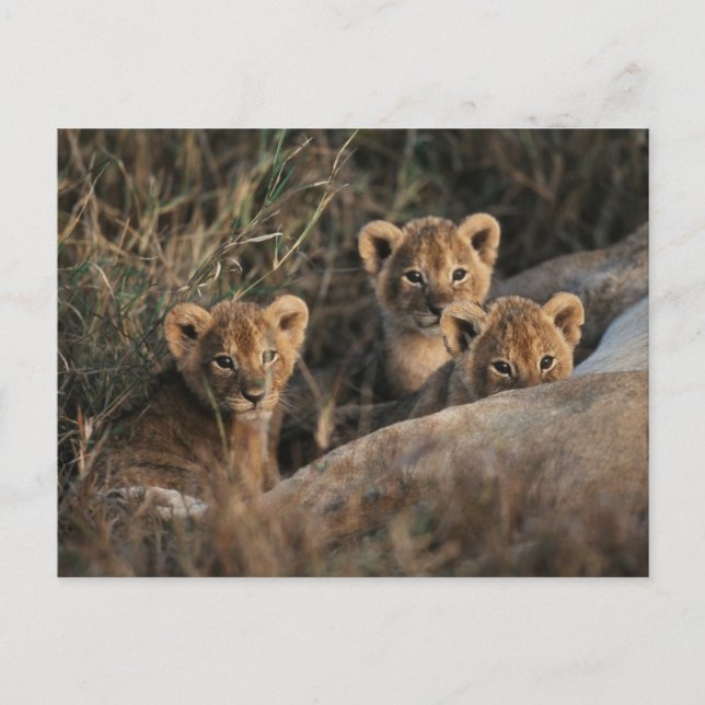 Trio von Lion Cubs mit Mutter Postkarte (Vorderseite)