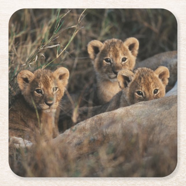 Trio von Lion Cubs mit Mutter Rechteckiger Pappuntersetzer (Vorderseite)