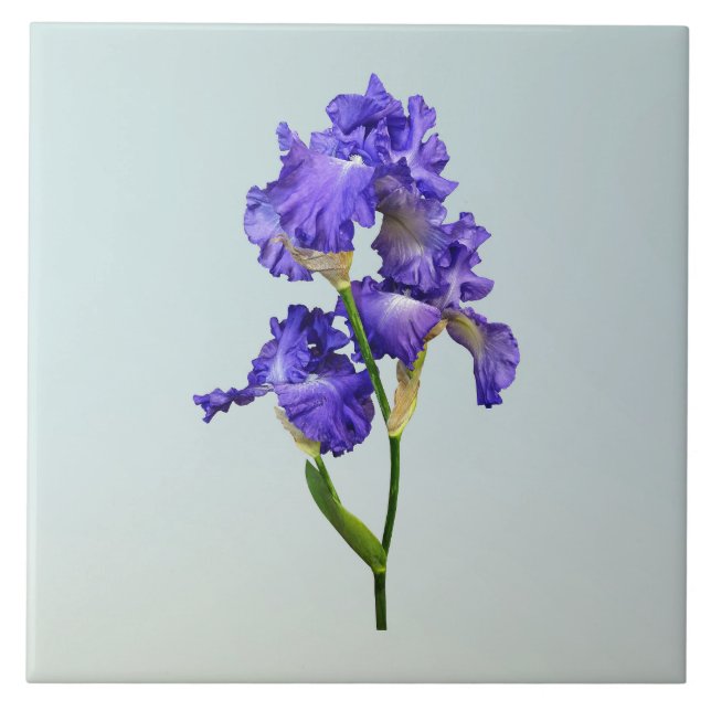 Triple Lila Iris Fliese (Vorderseite)