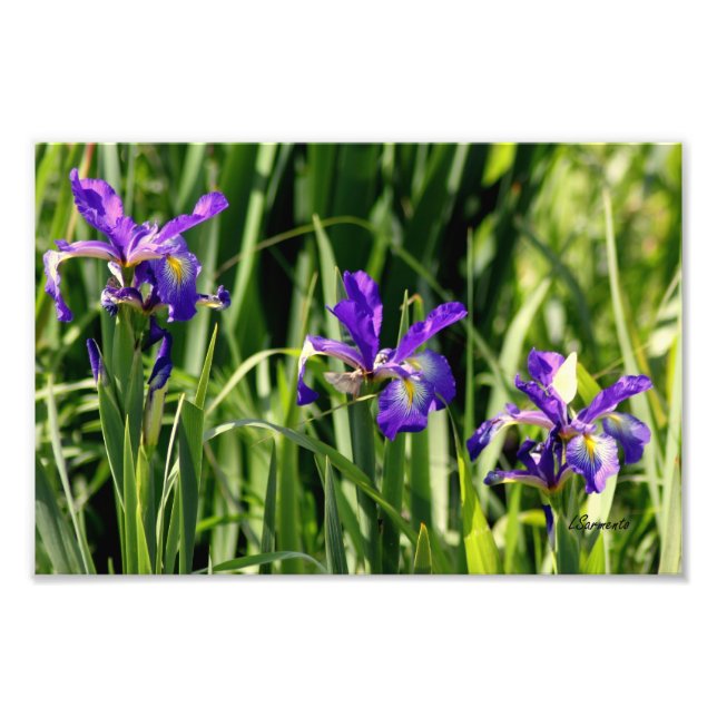 Triple lila Irises Foto Art (Vorne)