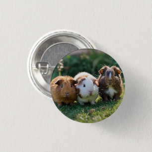 "Triple Squeak: Trio of Adorable Baby Guinea Pigs Button