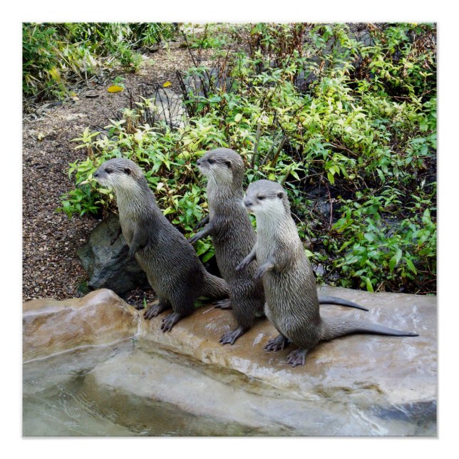 **"Triple Trouble: The Adventures of Otter Triole Poster (Vorderseite)