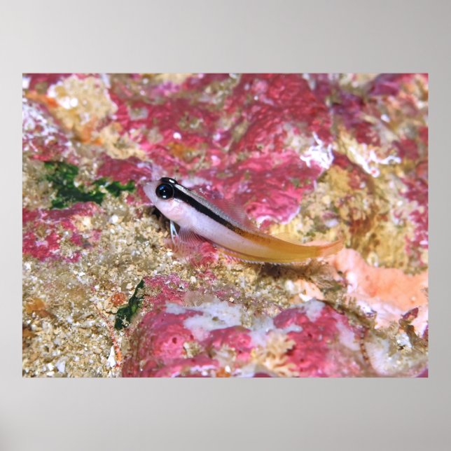 Triplefin Poster (Vorne)