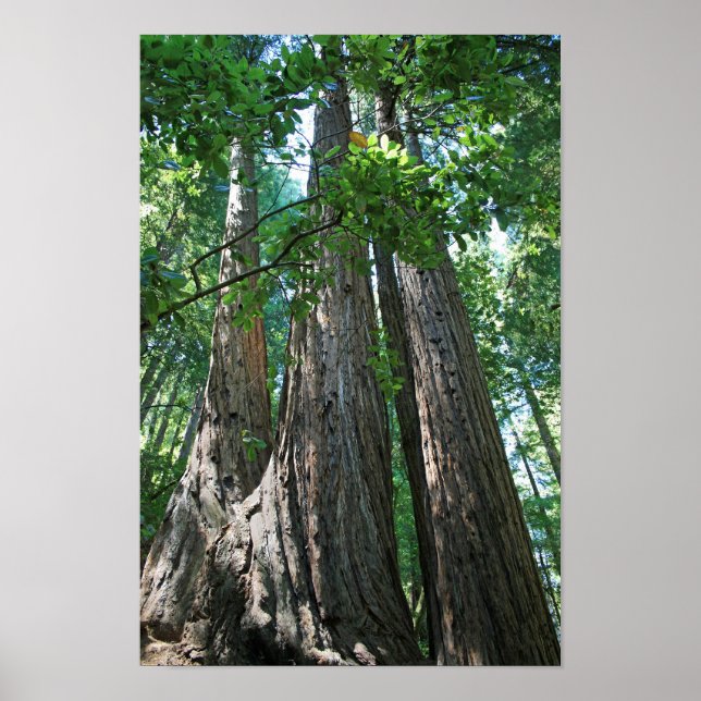 "Tripletrees", Muir Woods Poster (Vorne)