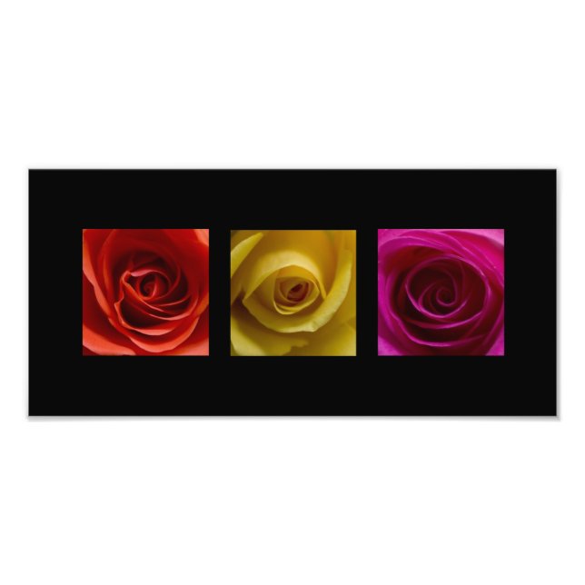 Triptychon Rose orange gelb pink Panoramaaussicht Fotodruck (Vorne)