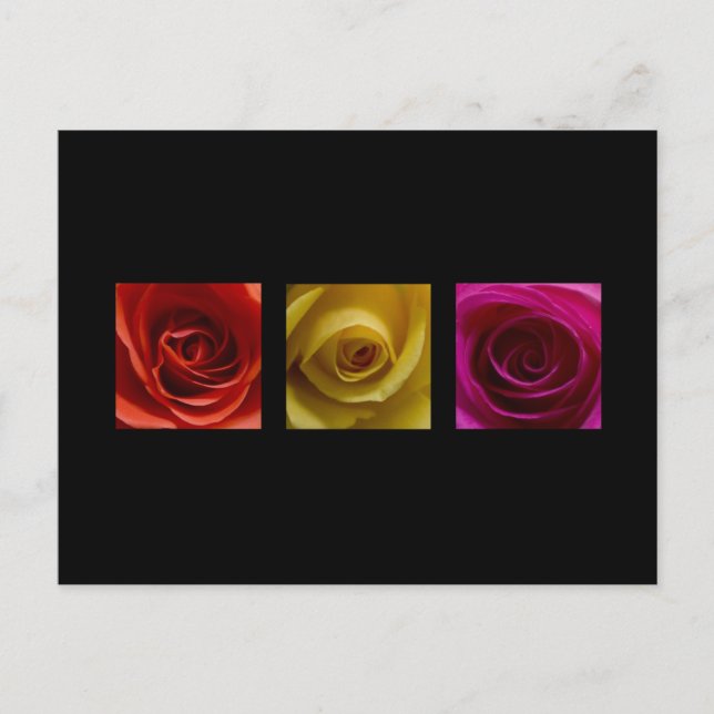 Triptychon-Rose orange-gelb Postkarte (Vorderseite)