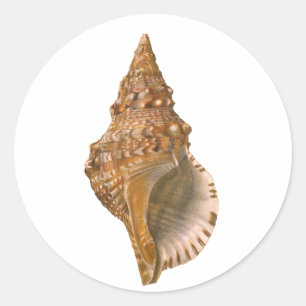 Triton-Meeresschnecke, Vintage-Meeres-Tier Runder Aufkleber