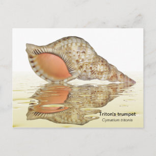 Triton seashell Postkarte