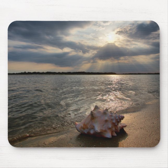 Tritonshorn-Muschel an Strand | St Augustine, Mousepad (Vorne)