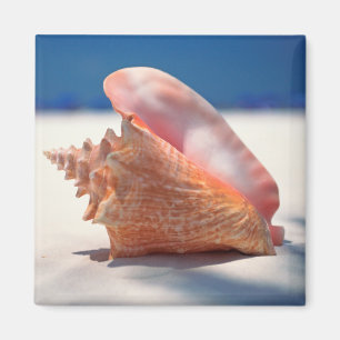 Tritonshorn-Muschel auf Strand 2 Magnet