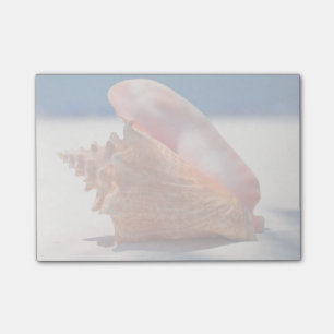 Tritonshorn-Muschel auf Strand 2 Post-it Klebezettel