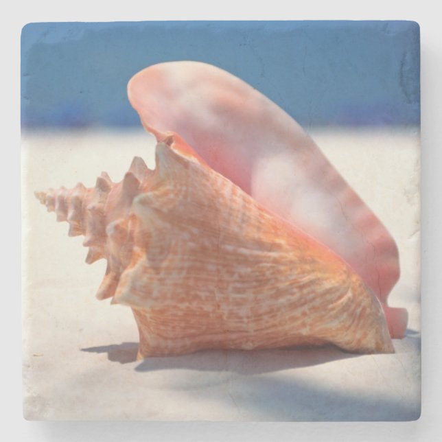 Tritonshorn-Muschel auf Strand 2 Steinuntersetzer (Vorderseite)
