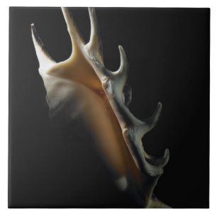 Tritonshorn-Muschel Fliese