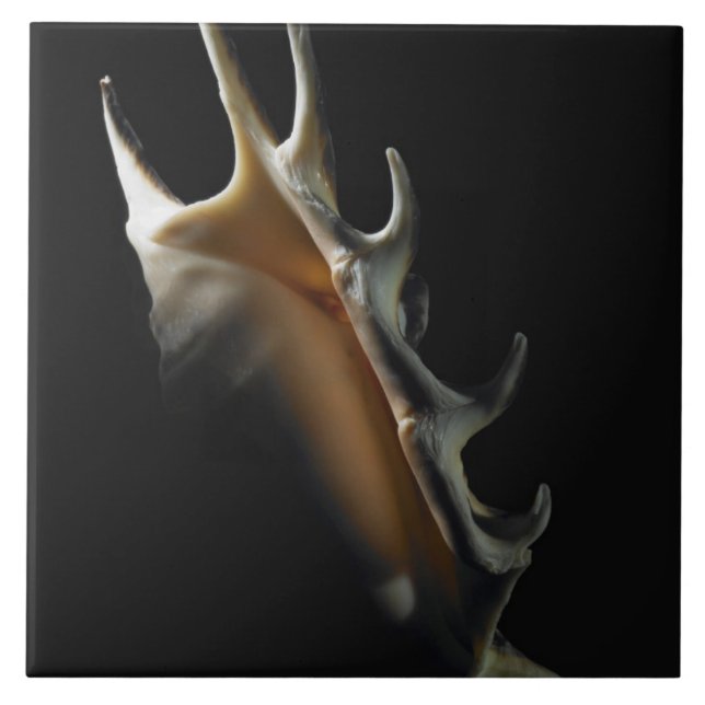 Tritonshorn-Muschel Fliese (Vorderseite)