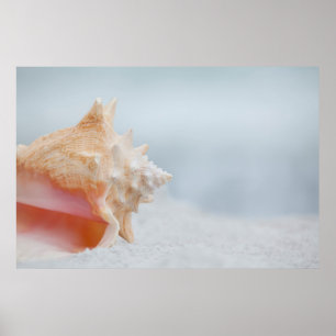 Tritonshorn-Muschel Florida Poster