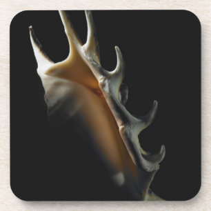 Tritonshorn-Muschel Getränkeuntersetzer