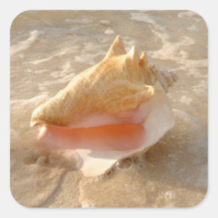 Tritonshorn-Muschel im Sand auf tropischem Strand Quadratischer Aufkleber