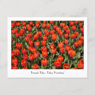 TRIUMPH TULIP Tulipa 'Hermitage' Postkarte