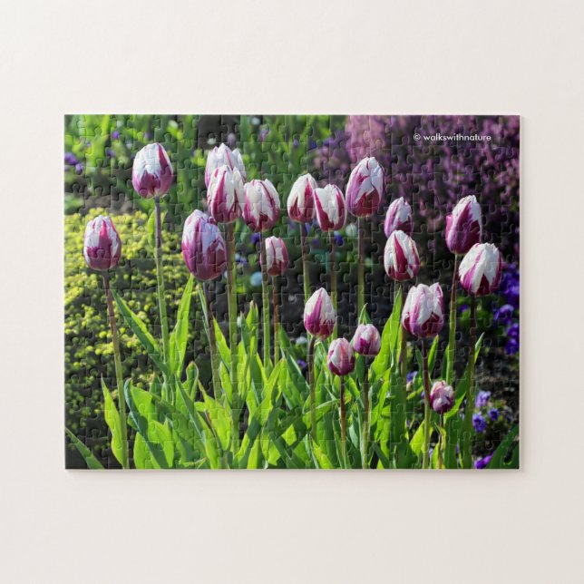 Triumph-Tulips mit der weißen und Lila Flammenflag Puzzle (Horizontal)