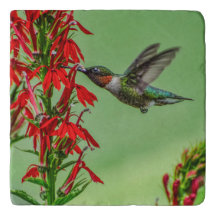 TRIVET-HUMMINGBIRD-KANN NICHT GENUG WERDEN