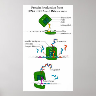 tRNA mRNA Ribosome Funktion in Protein Translation Poster